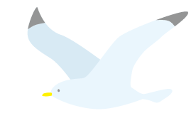 海鸥